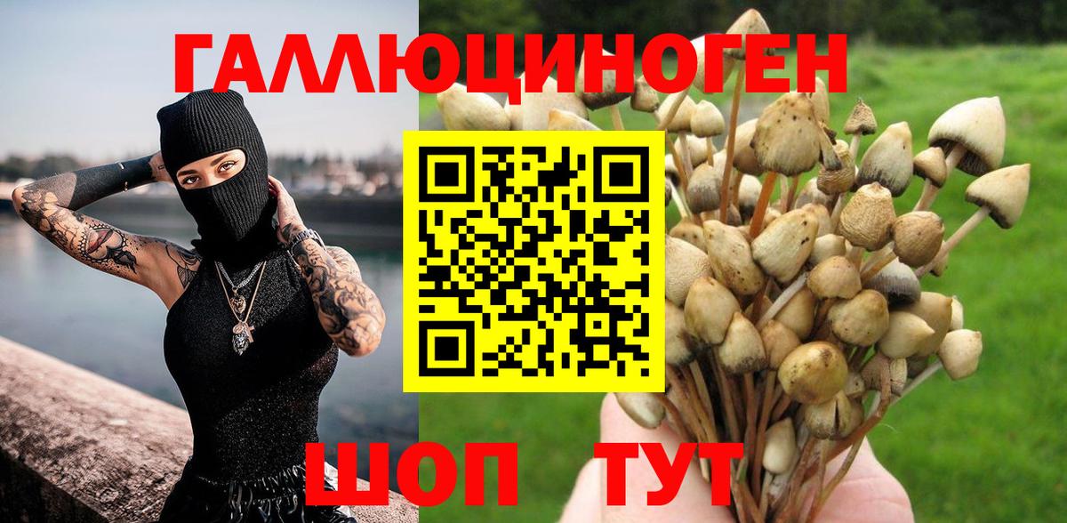 Галлюциногенные грибы Psilocybe Кубинка